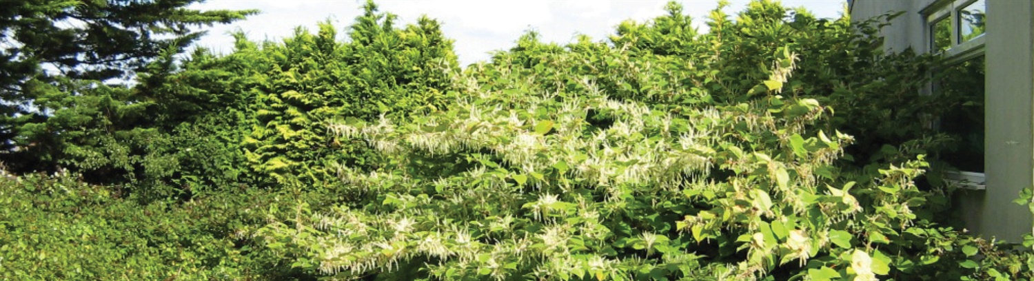 Japanese knotweed Banner - Property Care Association